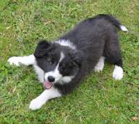 En glad border collie hundehvalp ved navn Bella Boskob